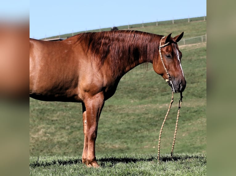 American Quarter Horse Ruin 5 Jaar Red Dun in Millersburg