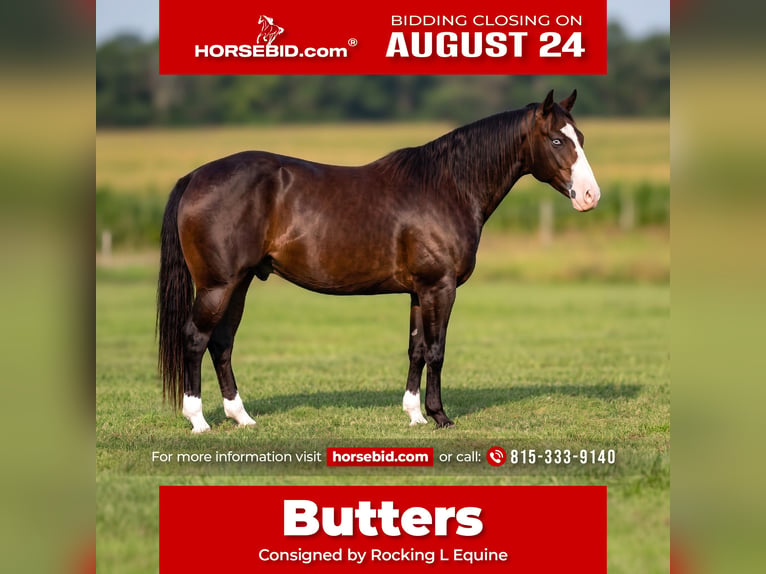 American Quarter Horse Ruin 5 Jaar Roan-Bay in Joy