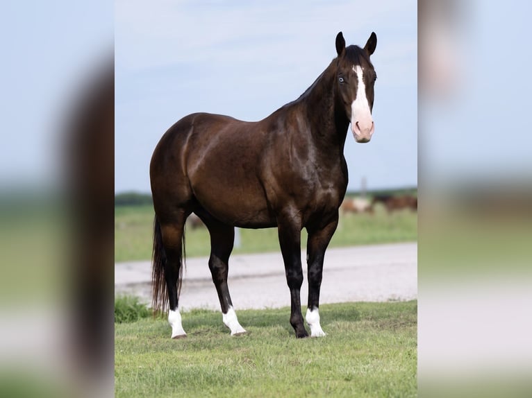 American Quarter Horse Ruin 5 Jaar Roan-Bay in Joy