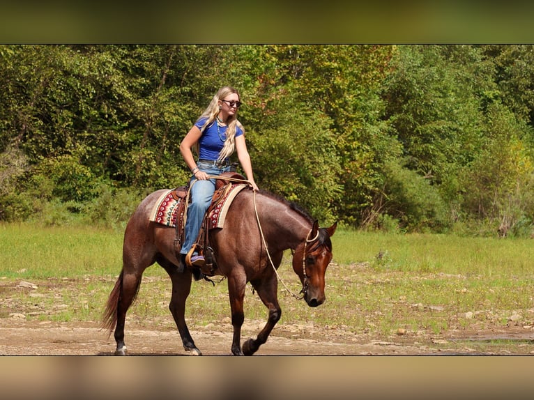 American Quarter Horse Ruin 5 Jaar Roan-Bay in Quitman