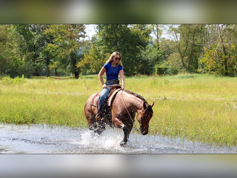 American Quarter Horse Ruin 5 Jaar Roan-Bay in Quitman