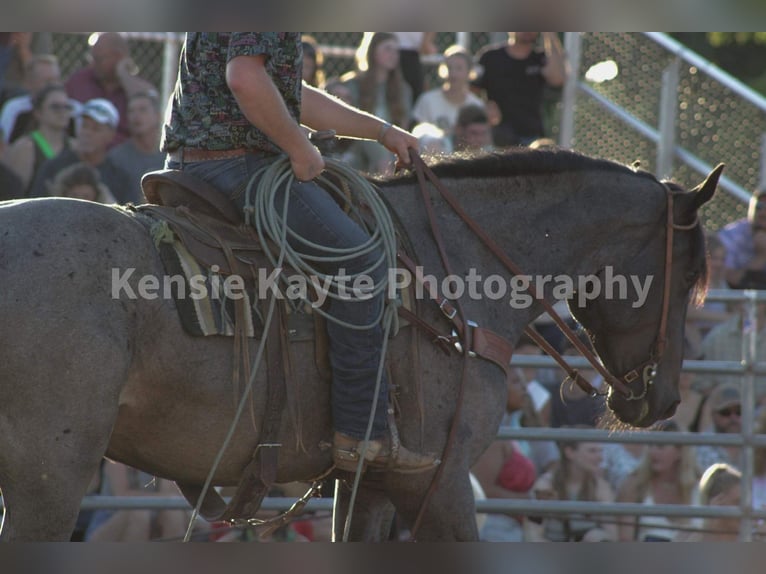 American Quarter Horse Ruin 5 Jaar Roan-Blue in Middletown OH