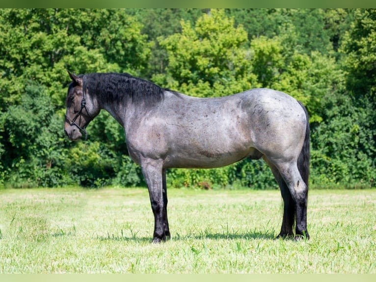 American Quarter Horse Ruin 5 Jaar Roan-Blue in Middletown OH