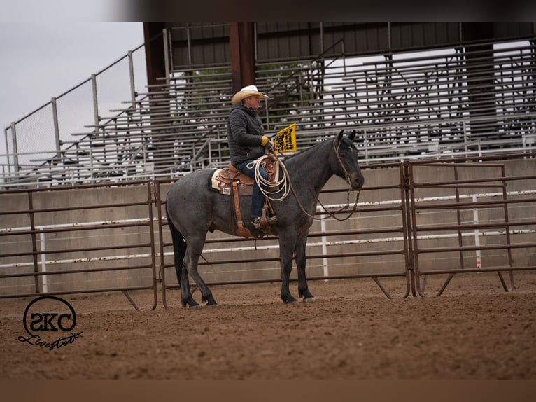 American Quarter Horse Ruin 5 Jaar Roan-Blue in Canyon