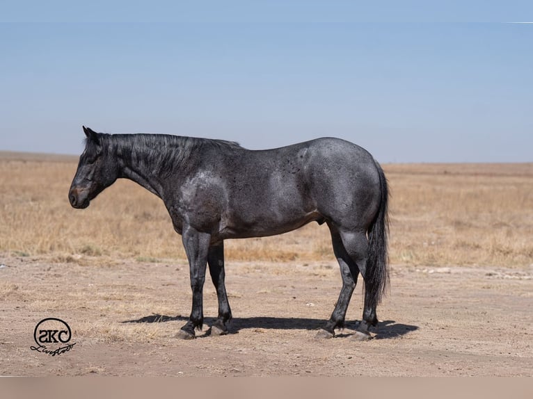 American Quarter Horse Ruin 5 Jaar Roan-Blue in Canyon