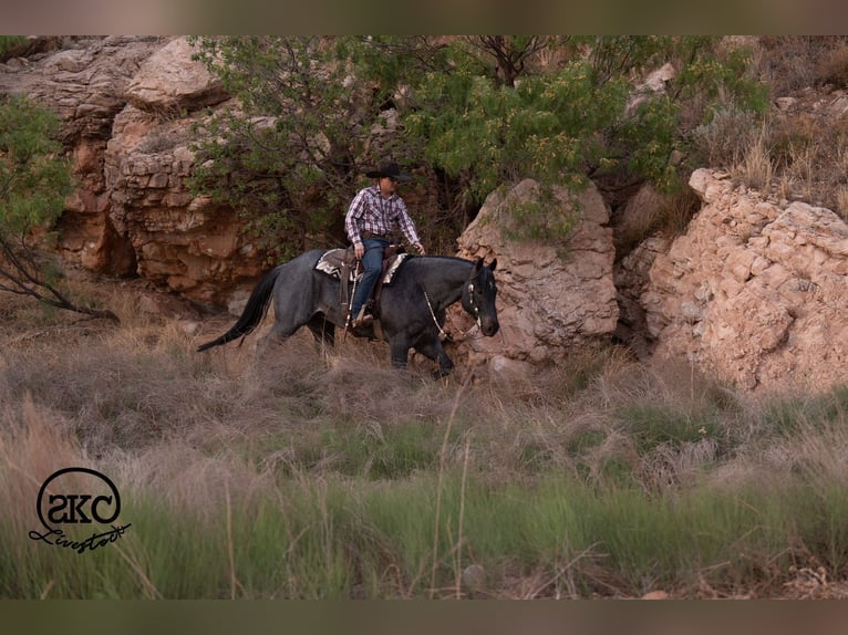 American Quarter Horse Ruin 5 Jaar Roan-Blue in Canyon