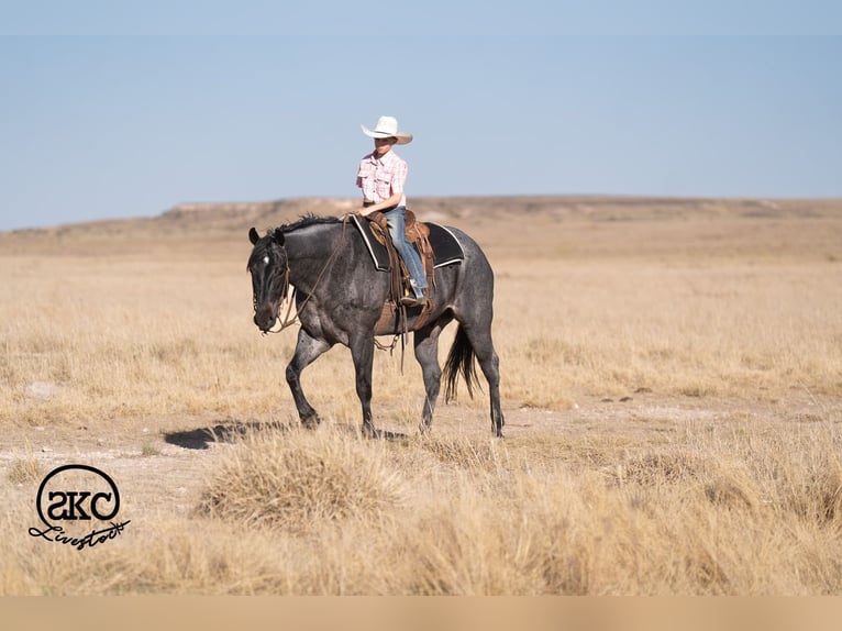 American Quarter Horse Ruin 5 Jaar Roan-Blue in Canyon