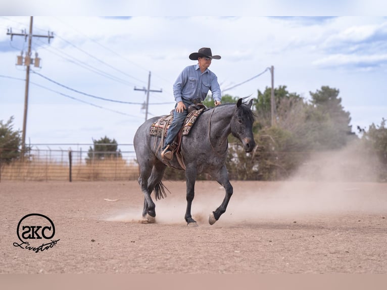 American Quarter Horse Ruin 5 Jaar Roan-Blue in Canyon