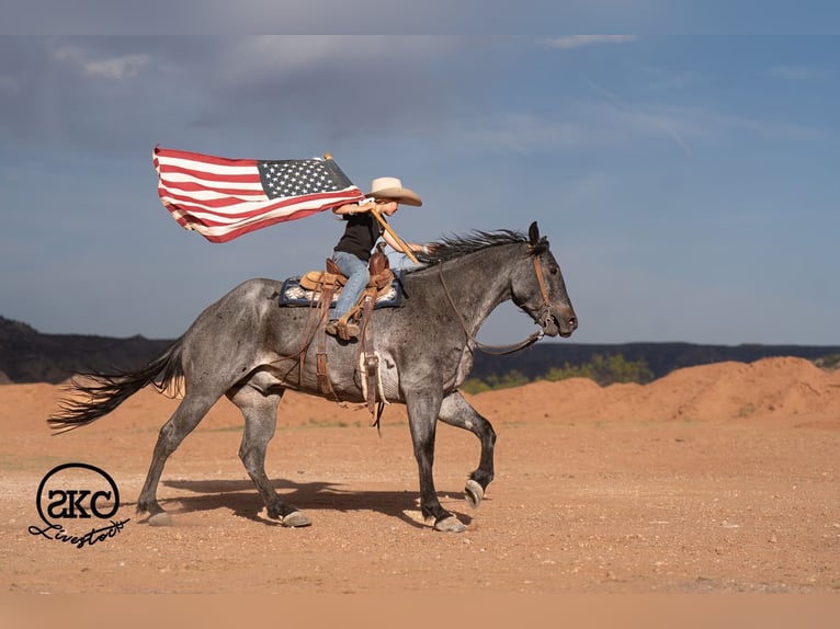 American Quarter Horse Ruin 5 Jaar Roan-Blue in Canyon