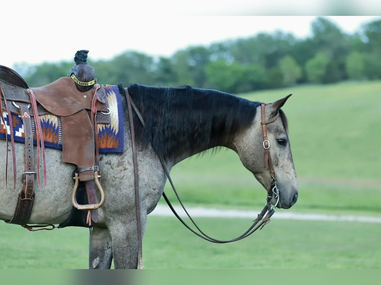 American Quarter Horse Ruin 5 Jaar Roan-Blue in Mount Vernon