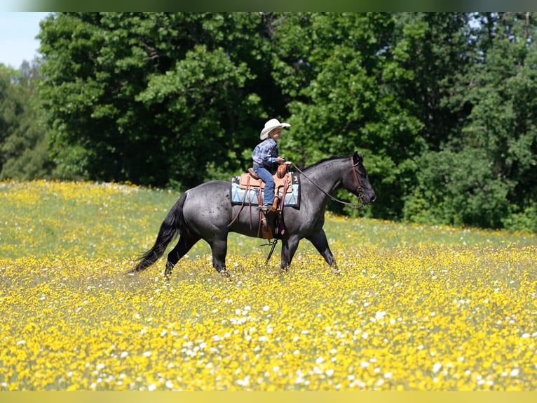 American Quarter Horse Ruin 5 Jaar Roan-Blue in Nevis