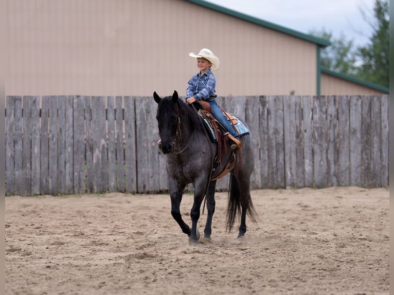 American Quarter Horse Ruin 5 Jaar Roan-Blue in Nevis