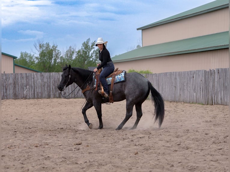 American Quarter Horse Ruin 5 Jaar Roan-Blue in Nevis