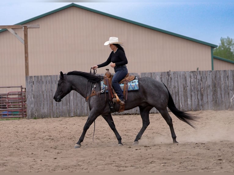 American Quarter Horse Ruin 5 Jaar Roan-Blue in Nevis
