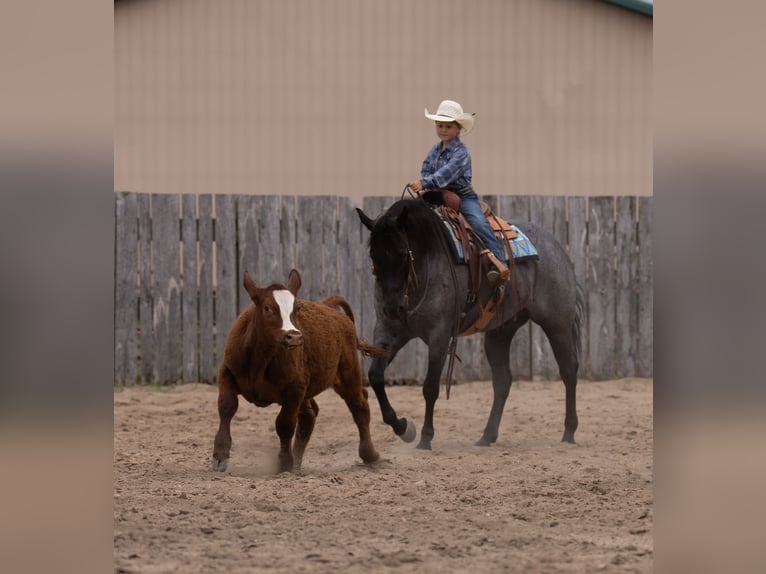 American Quarter Horse Ruin 5 Jaar Roan-Blue in Nevis