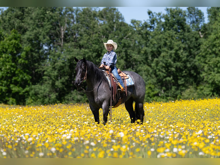 American Quarter Horse Ruin 5 Jaar Roan-Blue in Nevis