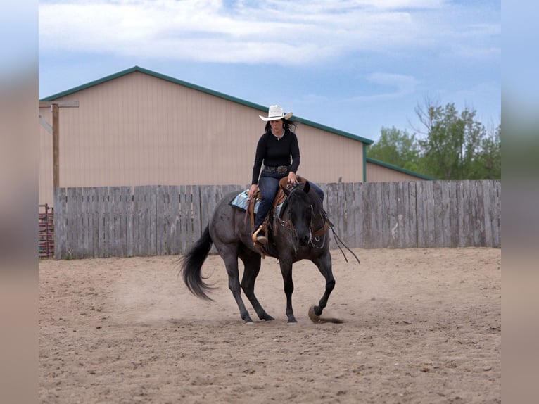 American Quarter Horse Ruin 5 Jaar Roan-Blue in Nevis