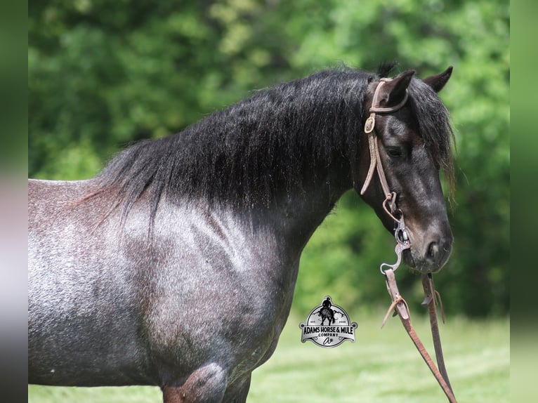 American Quarter Horse Ruin 5 Jaar Roan-Blue in Gladstone, NJ
