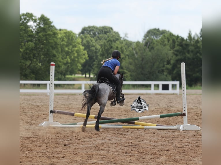 American Quarter Horse Ruin 5 Jaar Roan-Blue in Gladstone, NJ