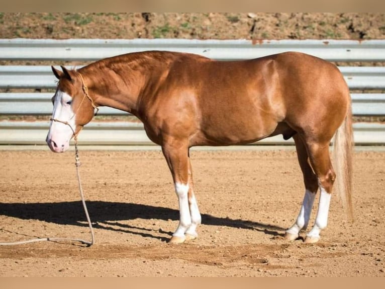 American Quarter Horse Ruin 5 Jaar Roan-Red in Robards, KY