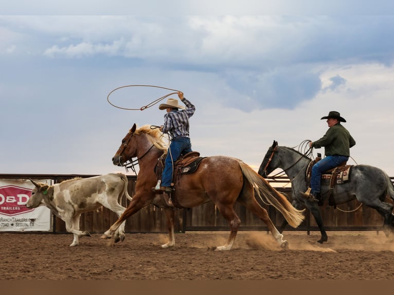American Quarter Horse Ruin 5 Jaar Roan-Red in Canyon