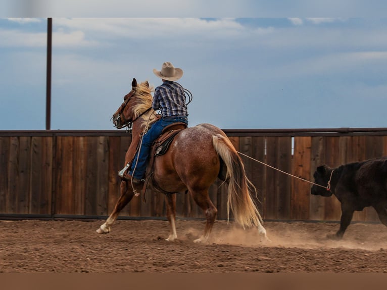 American Quarter Horse Ruin 5 Jaar Roan-Red in Canyon