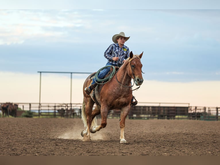 American Quarter Horse Ruin 5 Jaar Roan-Red in Canyon