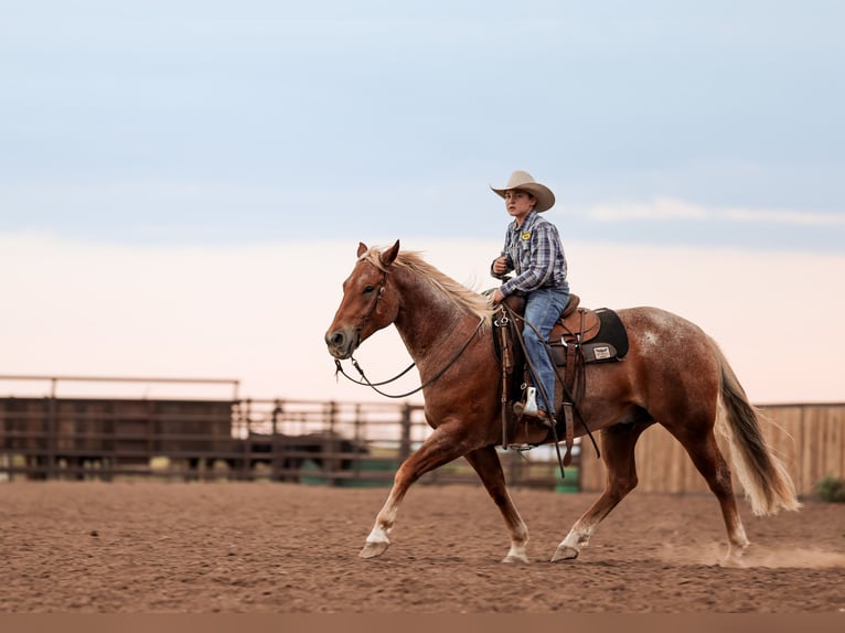 American Quarter Horse Ruin 5 Jaar Roan-Red in Canyon