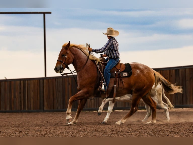 American Quarter Horse Ruin 5 Jaar Roan-Red in Canyon