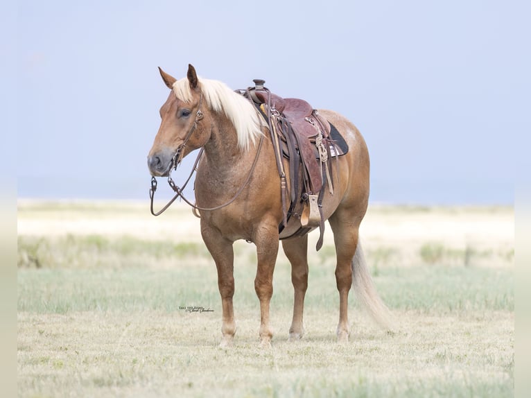 American Quarter Horse Ruin 5 Jaar Roan-Red in Canyon