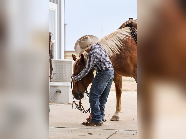 American Quarter Horse Ruin 5 Jaar Roan-Red in Canyon