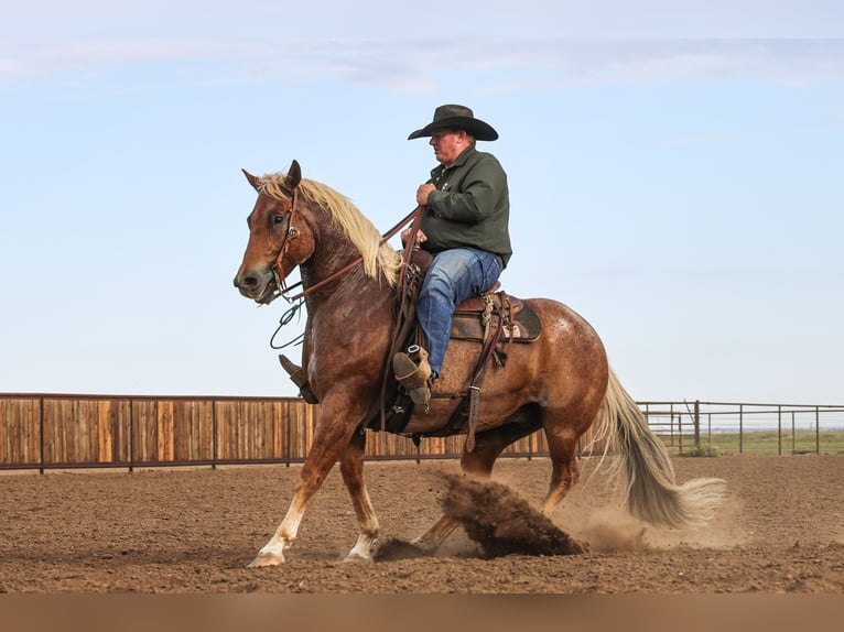 American Quarter Horse Ruin 5 Jaar Roan-Red in Canyon
