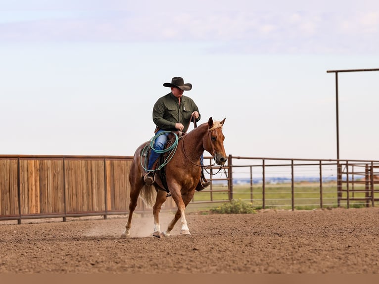 American Quarter Horse Ruin 5 Jaar Roan-Red in Canyon
