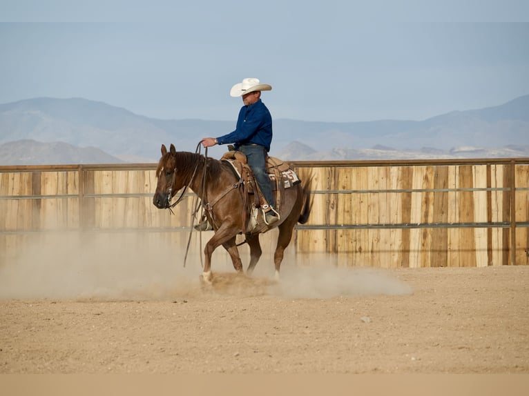 American Quarter Horse Ruin 5 Jaar Roan-Red in Cave Creek