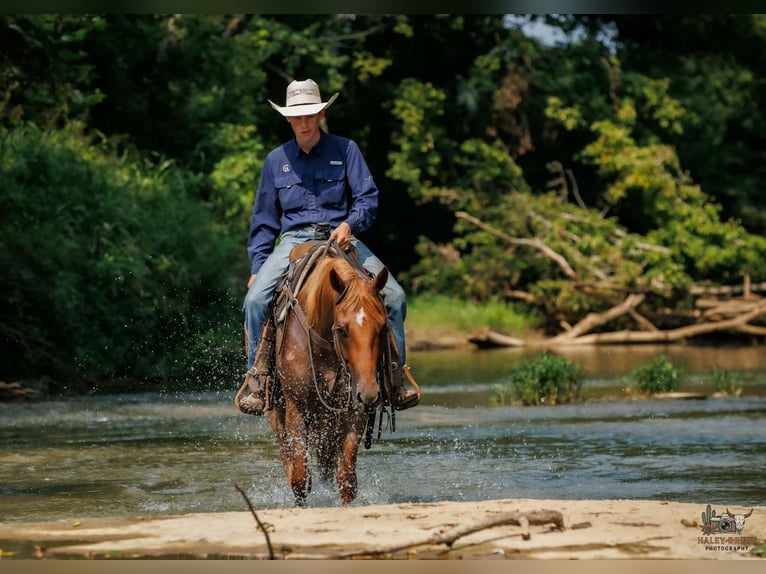 American Quarter Horse Ruin 5 Jaar Roan-Red in Auburn
