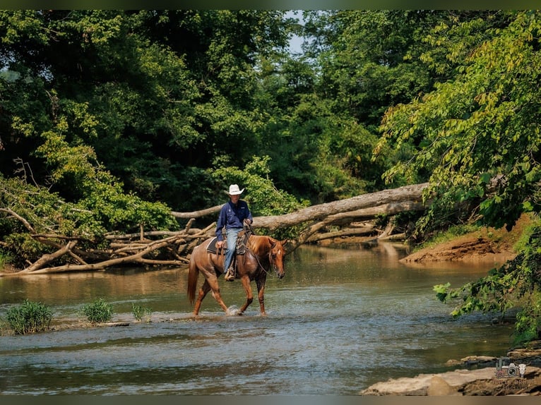 American Quarter Horse Ruin 5 Jaar Roan-Red in Auburn