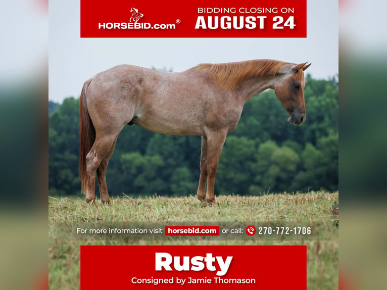 American Quarter Horse Ruin 5 Jaar Roan-Red in Auburn