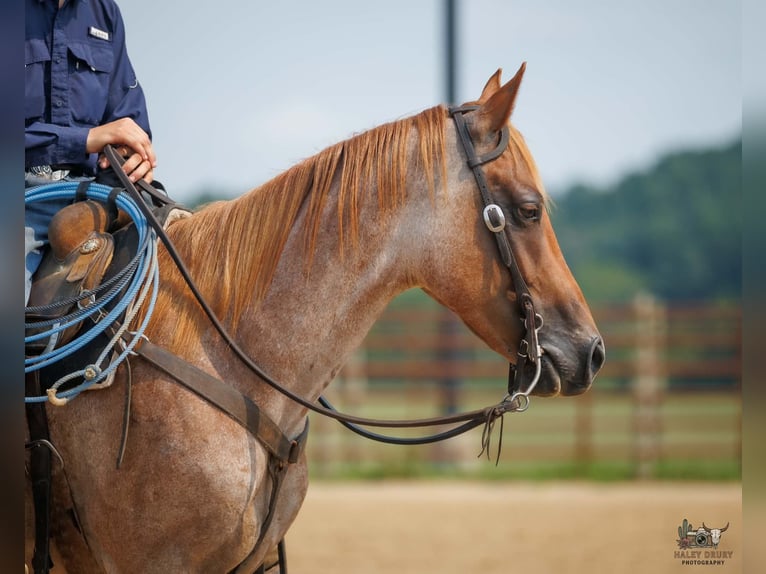American Quarter Horse Ruin 5 Jaar Roan-Red in Auburn