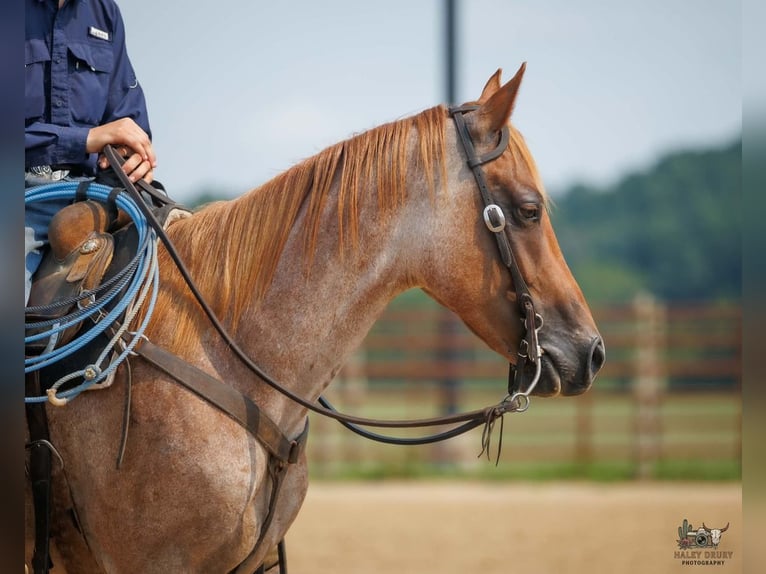 American Quarter Horse Ruin 5 Jaar Roan-Red in Auburn