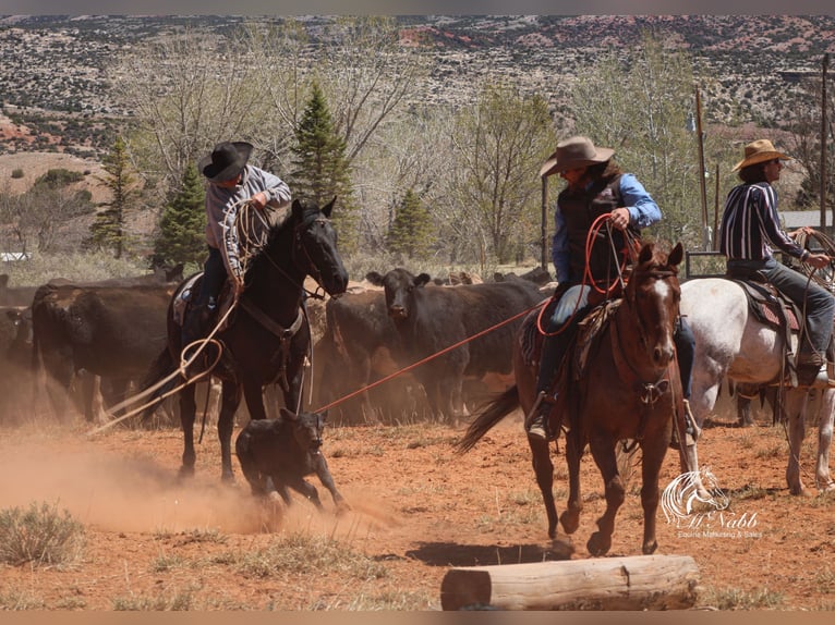 American Quarter Horse Ruin 5 Jaar Roan-Red in Cody