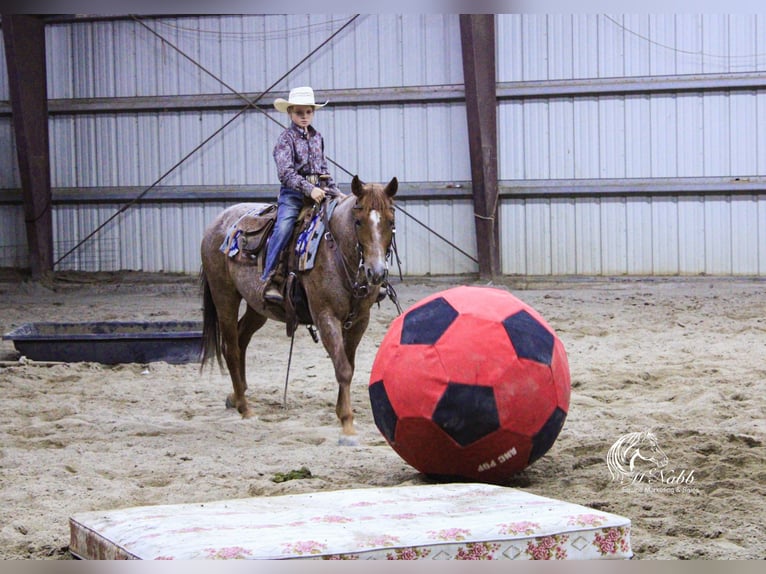 American Quarter Horse Ruin 5 Jaar Roan-Red in Cody