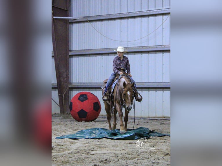 American Quarter Horse Ruin 5 Jaar Roan-Red in Cody