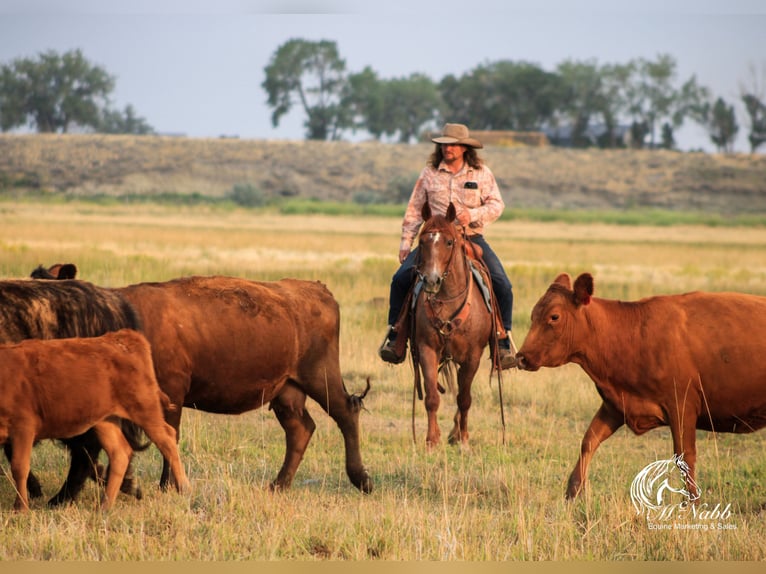 American Quarter Horse Ruin 5 Jaar Roan-Red in Cody