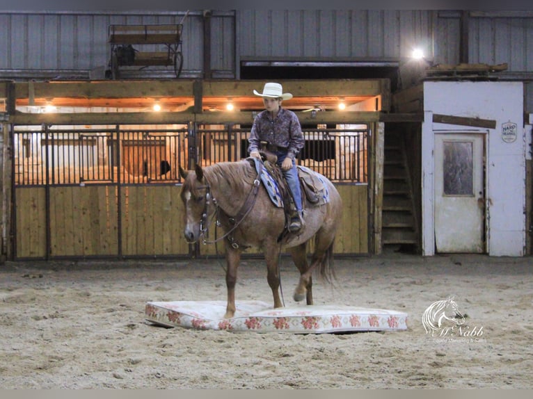 American Quarter Horse Ruin 5 Jaar Roan-Red in Cody