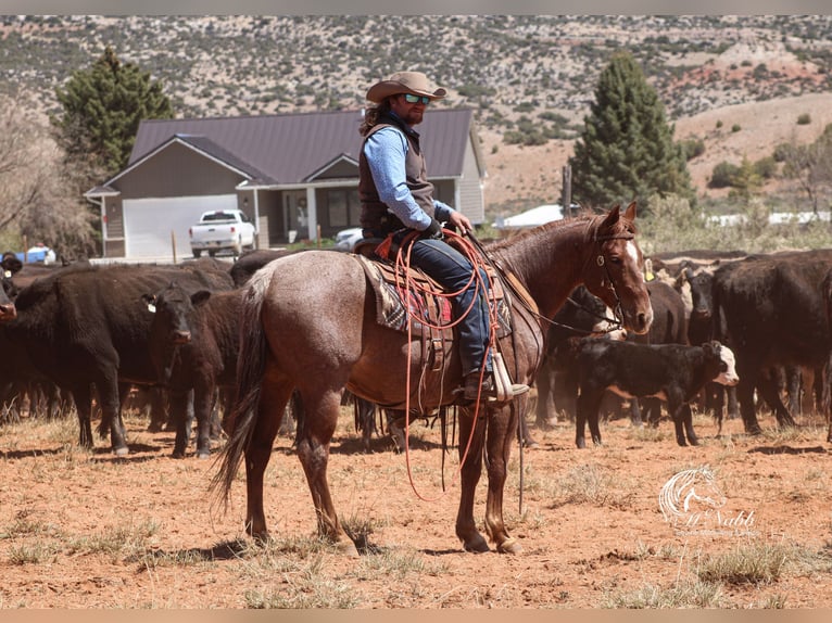 American Quarter Horse Ruin 5 Jaar Roan-Red in Cody