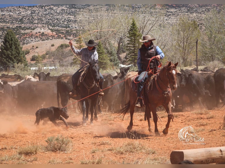 American Quarter Horse Ruin 5 Jaar Roan-Red in Cody