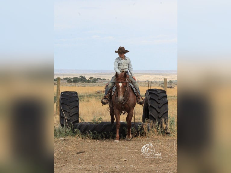 American Quarter Horse Ruin 5 Jaar Roan-Red in Cody