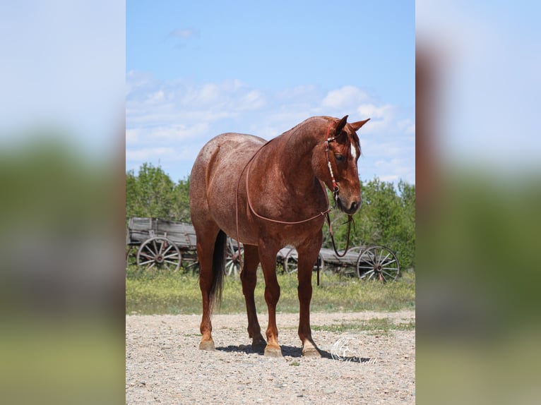 American Quarter Horse Ruin 5 Jaar Roan-Red in Cody