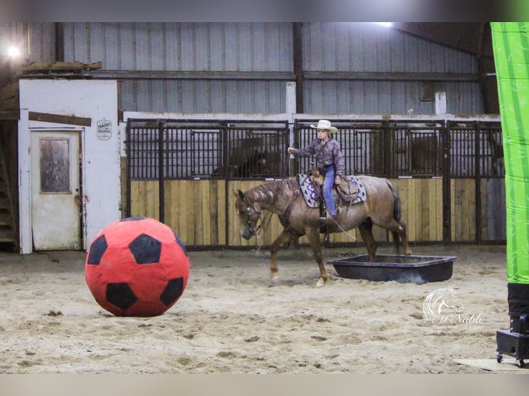 American Quarter Horse Ruin 5 Jaar Roan-Red in Cody