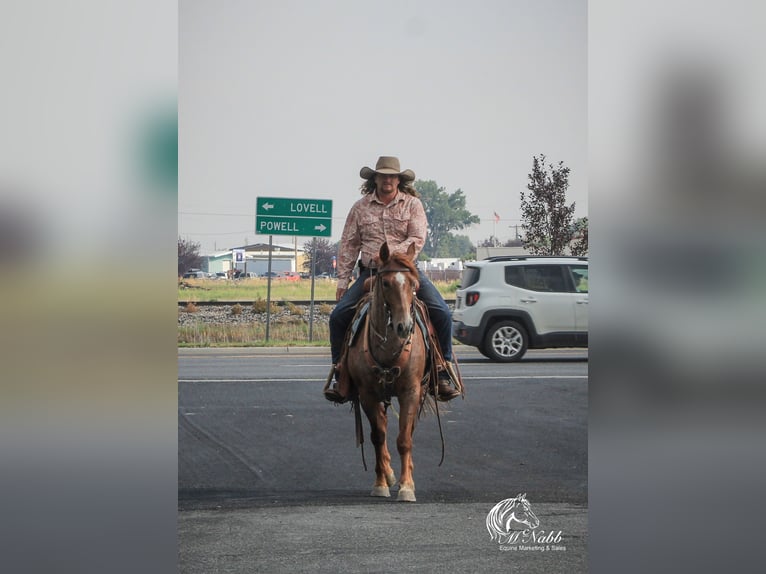 American Quarter Horse Ruin 5 Jaar Roan-Red in Cody